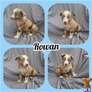 australian shepherd puppy posted by NmnAussiesbeagles