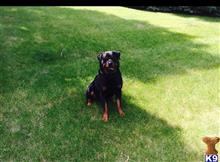 Rottweiler