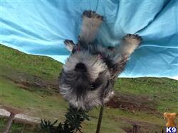 miniature schnauzer puppy posted by Noles1022