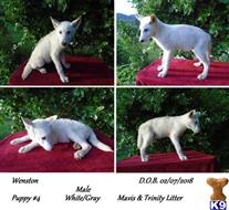 Wolf Dog