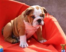 english bulldog puppy posted by Noul0865789