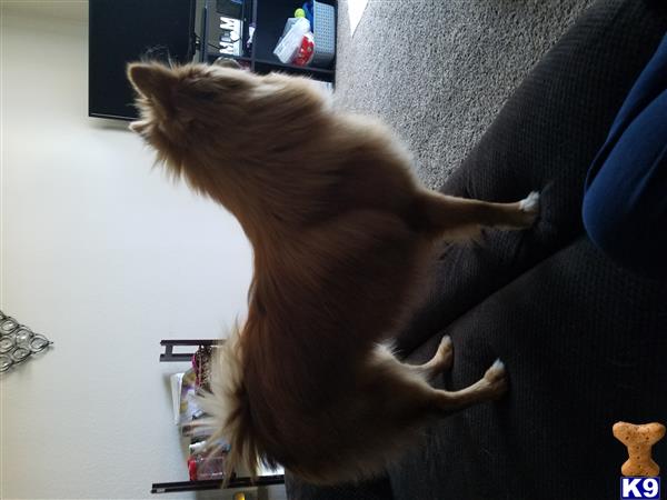 pomeranian stud fee pomeranian stud lucious 10 months pomeranian stud fee pomeranian stud lucious 10 months