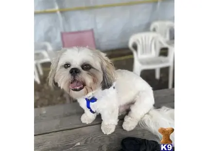 Oakley available Shih Tzu puppy located in Harrison Twp