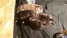 american pit bull puppy posted by Ohiostatebullys