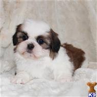 shih tzu puppy posted by Ojg170504