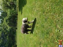 Freddy available Old English Sheepdog puppy located in London
