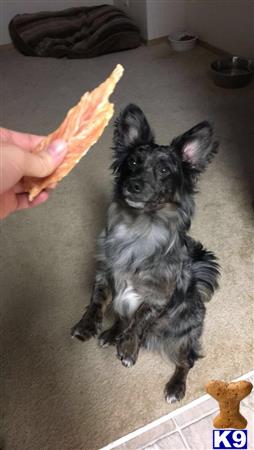 Cardigan Welsh Corgi stud dog