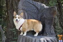 Ollie available Pembroke Welsh Corgi puppy located in SAN DIEGO