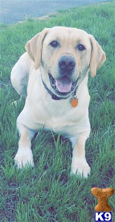 Labrador Retriever stud dog