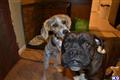 Gunther Little Bear Von Norris available Boxer puppy located in SPOKANE