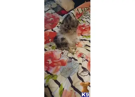 Ezekiel available Pomeranian puppy located in SACRAMENTO