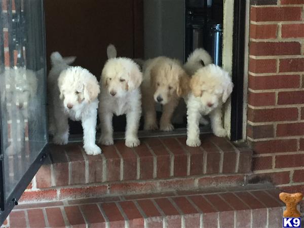 OodlesofPoodles Picture 1