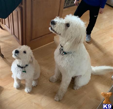 OodlesofPoodles Picture 3