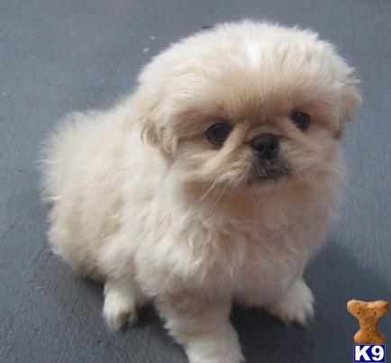 pekingese puppies for sale in florida pekingese puppy for sale www orlandofamilybreeders webs 7 years pekingese puppies for sale in florida pekingese puppy for sale www orlandofamilybreeders webs 7 years
