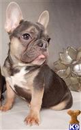 french bulldog puppy posted by Oscar888