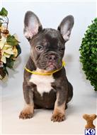 french bulldog puppy posted by Oscar888