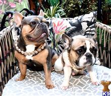 french bulldog puppy posted by Oscar888