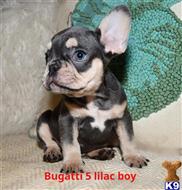 french bulldog puppy posted by Oscar888