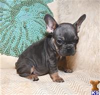 french bulldog puppy posted by Oscar888