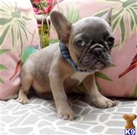 french bulldog puppy posted by Oscar888