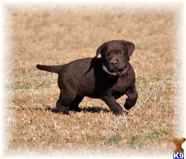 chocolate lab puppies ga silver labs breeders in colorado breeds picture chocolate lab puppies ga silver labs breeders in colorado breeds picture