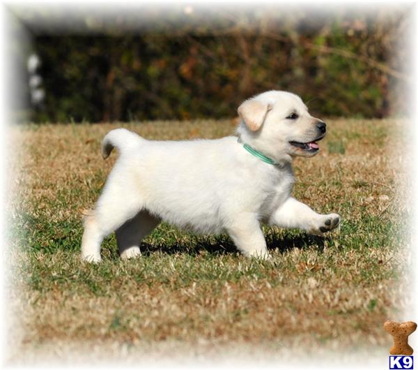 labrador retriever puppy posted by OurLovableLabs