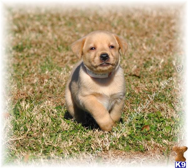 yellow lab puppies for sale in ga labrador retriever puppies for sale in yellow lab puppies for sale in ga labrador retriever puppies for sale in