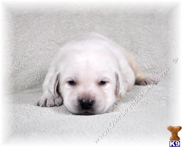 labrador retriever puppy posted by OurLovableLabs