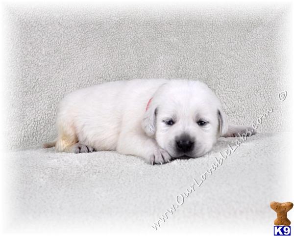 labrador retriever puppy posted by OurLovableLabs