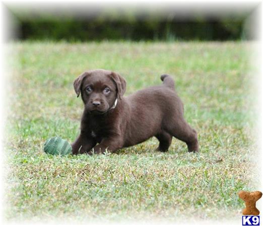 labrador retriever puppy posted by OurLovableLabs