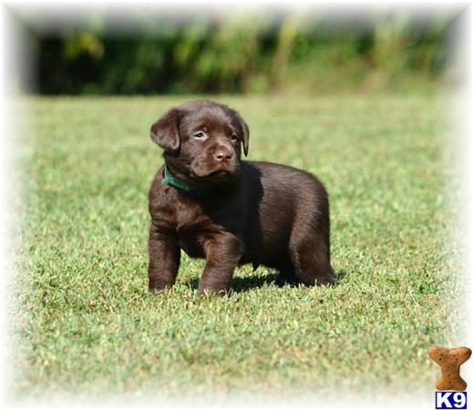 labrador retriever puppy posted by OurLovableLabs
