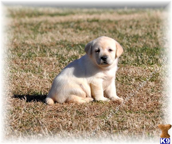 labrador retriever puppy posted by OurLovableLabs