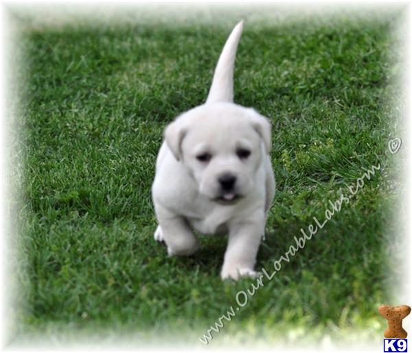 yellow lab puppies for sale in ga labrador retriever puppies for sale in yellow lab puppies for sale in ga labrador retriever puppies for sale in