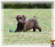 Labrador Retriever