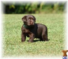 Labrador Retriever