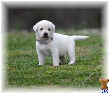 Labrador Retriever