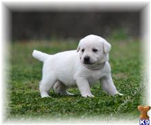 Labrador Retriever