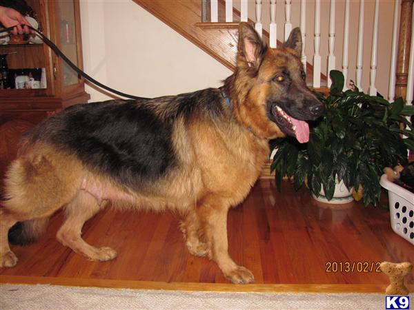 german shepherd puppies for sale in sc german shepherd puppies for sale in south carolina german shepherd puppies for sale in sc german shepherd puppies for sale in south carolina