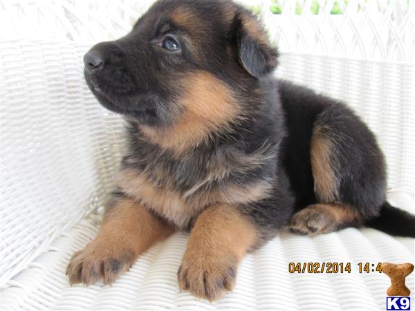 german shepherd puppies for sale in sc german shepherd puppies for sale in south carolina german shepherd puppies for sale in sc german shepherd puppies for sale in south carolina
