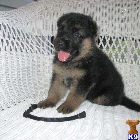 german shepherd puppies for sale in sc german shepherd puppies for sale in south carolina german shepherd puppies for sale in sc german shepherd puppies for sale in south carolina