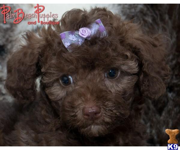 poodle puppy posted by PALMBEACHPUPPIES1