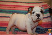 english bulldog puppy posted by PALMBEACHPUPPIES1