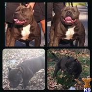 american pit bull puppy posted by PBurk87