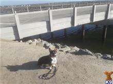 Beans available Pembroke Welsh Corgi puppy located in HUNTINGTON BEACH