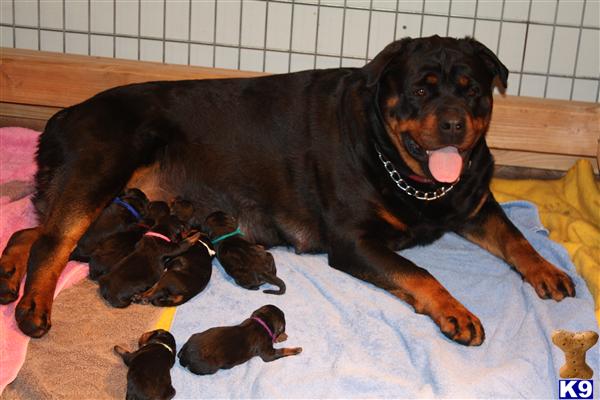 rottweiler puppies for sale washington state rottweiler puppies for sale washington state rottweiler puppies for sale washington state rottweiler puppies for sale washington state