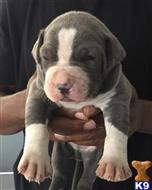 american pit bull puppy posted by Packpitts