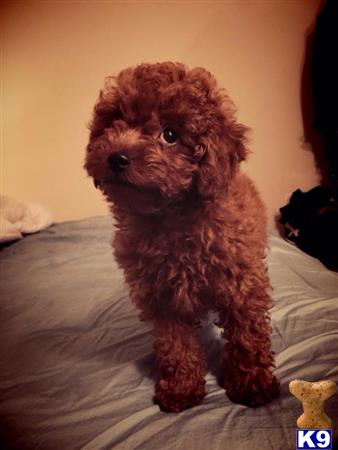 poodle puppy posted by Paris0507