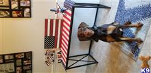 Thor available Doberman Pinscher puppy located in CLERMONT
