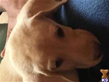 labrador retriever puppy posted by Pat5812