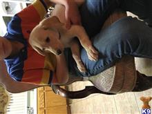 labrador retriever puppy posted by Pat5812